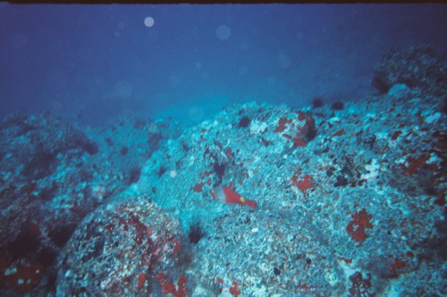 bajoelaguatenerife4.jpg
